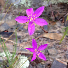 Image result for Melolobium calycinum