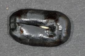 Image result for Xanthocercis