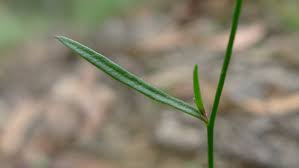 Wahlenbergia littoricola là loài thực vật có hoa trong họ hoa chuông. Granite Bluebell Grasslands