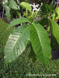 Image result for Tabernaemontana odoratissima