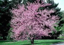 Eastern redbud tree with pink blossoms (34) model# redbud01g. Types Of Redbuds That Thrive In Ohio Google Search Small Ornamental Trees Eastern Redbud Tree Redbud Tree
