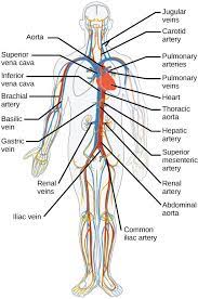 Laboratory manual for human anatomy & physiology | 2nd edition. Major Arteries And Veins Diagram Arteries And Veins Arteries Circulatory System