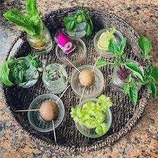 Instead of adding trenches around your garden for the red worms, you can create vermicomposting. Pin By Ctu Training On My Garden Vegetable Scraps Avocado Seed Herbs