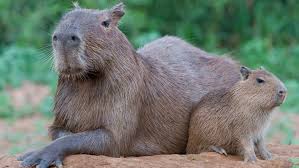Capybaras are as big as large dogs, have webbed feet and. Keeping And Caring For Capybaras As Pets