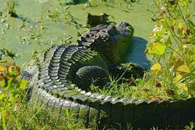 Maybe you would like to learn more about one of these? Alligator Basking At Brazos Bend State Park Texas Photograph By Katrina Lau
