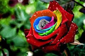 Resultado de imagen para rosa de colores