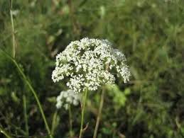 Image result for Pimpinella afra