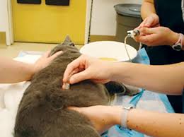 The most important treatment, though, is relieving the urinary blockage. Urethral Obstruction In Male Cats Today S Veterinary Nurse