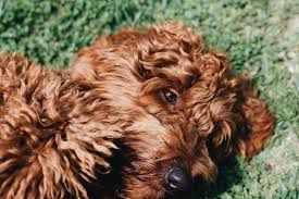 We have a lot of unique and good quality accesories for your dogs & cats. Irish Setter Poodle Mix Irish Doodle