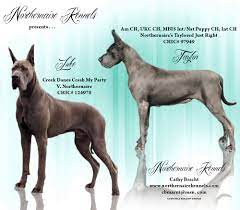 We did not find results for: Northernaire Kennels Great Dane Breeder In Stacy Mn