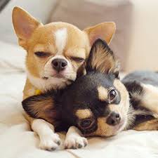 Hence they can quickly bond with humans. Chihuahua Puppies For Sale Miami Gorgeous Puppies