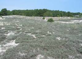 Image result for Lipocarpha hemisphaerica