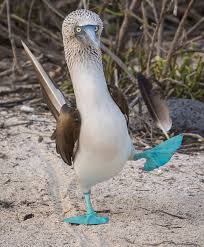 Bird With Blue Feet Galapagos Pin On Birds Of A Feather