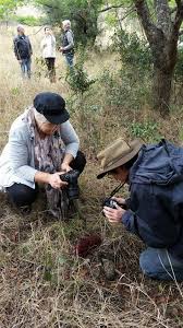 Image result for Sarcophyte