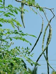 I have vivid less than pleasant memories of malunggay or kamunggay from my childhood. Moringa Oleifera Drumstick Pods Nutrition Facts And Health Benefits