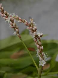 Image result for Persicaria barbata