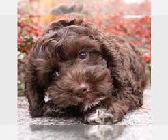 Maybe you would like to learn more about one of these? Cock A Poo Puppies For Sale Near Lancaster Pennsylvania Usa Page 1 10 Per Page Puppyfinder Com