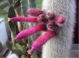 Depending on the hybrid variety, torch cacti can produce magnificent flowers that range in colors from whites in fact, they seem to thrive in our sunny, 120 degree fahrenheit southwestern summer days. Plants Seeds Bulbs Silver Wooly Torch Rare Succulent 10 Cactus Seeds Cleistocactus Strausii Patio Lawn Garden Dccbjagdalpur Com