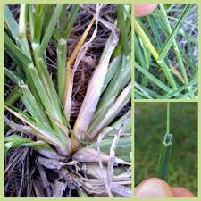 Image result for Tristachya