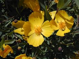 Network information, ip address ranges and whois details. Baby Blue Eyes Plant Invasive