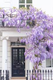 Tui magic life jacaranda 5* курорт, сиде. A Room With A View Wisteria In Kensington Spring In London Facebook