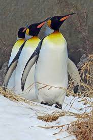 King Penguin Aptenodytes Patagonicus Breed On The Sub Antarctic Islands At The Northern Reaches Of Antarctica S Penguins Emperor Penguin Cute Penguins