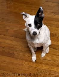 Mountain Feist Treeing Feist Mountain Feists Treeing Feists Dog Breeds Pictures Mountain Feist Dog Breeds