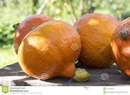 Wer einen eigenen garten hat, kann mit wenig aufwand hokkaidos selber. Orange Hokkaido Kurbis Im Sonnenlicht Im Garten Nach Ernte Stockfoto Bild Von Ausschnitt Gesichter 112226554
