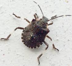 Brown Marmorated Stink Bug Halyomorpha Halys Brown Marmorated Stink Bug Insects Stink Bugs