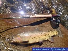 Stone fly patterns in black, prince nymphs standard, blue and jigged, flashback animas river, durango: August Fly Fishing Report For Pagosa Springs Co