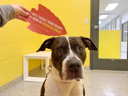 Search our adoptable pets for a furrever friend today! Every Single Dog From A Kansas City Shelter Found A Home Thanks To Super Bowl Star S Promise To Pay Fees Koam