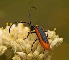 Image result for Stenostelma corniculatum