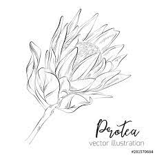 Protea Flower Stock Photos Royalty Free Images Vectors Video Flower Drawing Protea Art Floral Botany