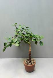 Annsthetic Flowers Gift Balete Tree Bonsai For Only 300php Perfect For Your Dish Garden Perfect Home Decor Annstheticplants Growwithus Facebook