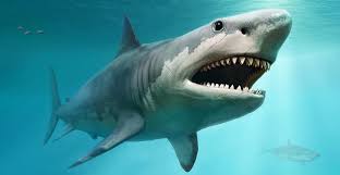 Megalodon shark caught on tape, baby megalodon caught by fishermen, alien sightings, life on mars. Megalodon The Truth About The Largest Shark That Ever Lived Natural History Museum