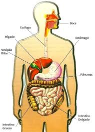 Resultado de imagen para cuerpo humano