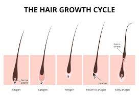 The hair cycle in that area dictates when hair will grow and for how long depending on which stage it's in; Pin By Leslie D On Hair Structure 4 15 2020 Hair Growth Serum Eyelash Growth Cycle Growth Serum