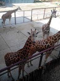 Olomouc zoo is one of the largest breeders of south african gemsbok in europe and the stud book keeper of the east caucasian tur1. Zoo Olomouc Picture Of Olomouc Zoo Olomouc Tripadvisor