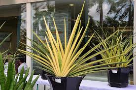 Image result for Sansevieria pearsonii