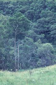 Image result for Streptocarpus milanjianus