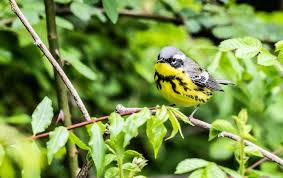 What color is a yellow bird? Little Birds With Big Appeal The Boston Globe
