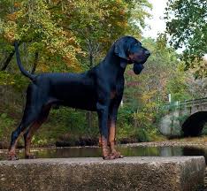 Socializing black and tan puppies and teaching them not to wander will go a long way toward keeping them at home, but a sturdy fence is still recommended. Black And Tan Coonhound Information And Pictures Petguide