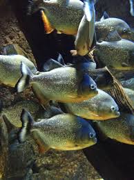 Pin On Piranhas