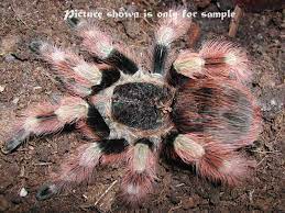 In this video i discuss the species, nhandu coloratovillosus (brazilian black & white). Nhandu Coloratovillosus Home Facebook