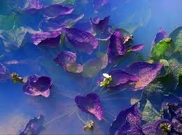 Image result for Ottelia cylindrica