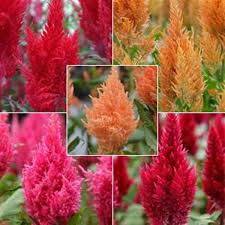 Sunday Formula Mixture Celosia Flower Company Flower Decorations Dried Flowers