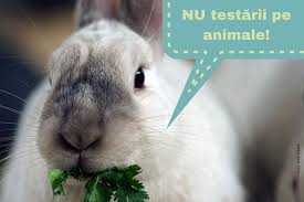 Un client al agentiei noastre, servicii seo bucuresti, a dorit optimizarea. Testarea Pe Animale Vegan In Romania