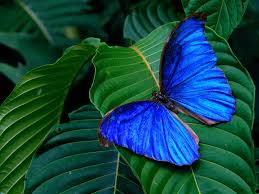  Kupu Kupu Cantik Wallpaper Kupu Kupu Biru Kupu Kupu Biru Blue Morpho