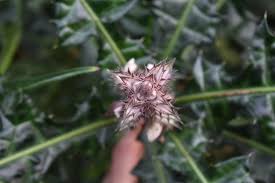 Image result for Acanthus montanus