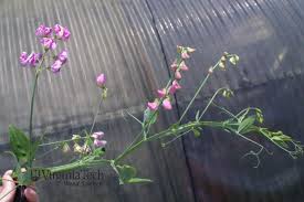Easy to follow step by step guide that shows you how to grow beautiful sweet peas from seeds. Perennial Pea Lathyrus Latifolius Weed Profile Weed Identification